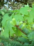 June_2011_24