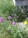 June_2011_37
