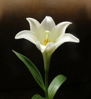 Стремление к красоте, совершенству