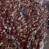 Вербное Воскресенье